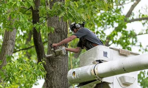 chainsaw-tree