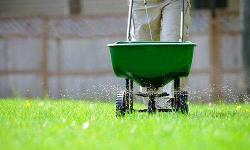 Using a broadcast spreader on a green lawn.