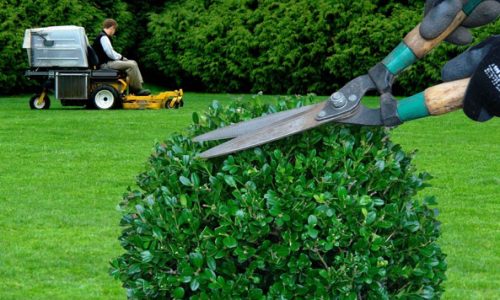 hedge-trimming-yard-maintenance